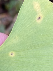 Bartheletia paradoxa