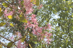 Chionanthus pubescens