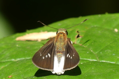 Iton semamora