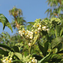Solanum oblongifolium