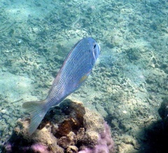 Lethrinus atkinsoni