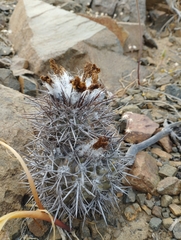 Eriosyce heinrichiana