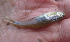 Notropis stramineus