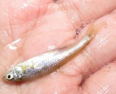 Notropis stramineus