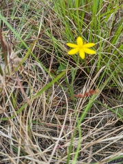 Hypoxis pratensis