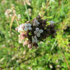 Galianthe bogotensis