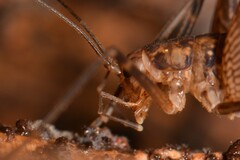 Macropathinae