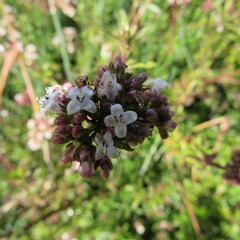 Galianthe bogotensis