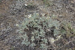 Astragalus dilutus