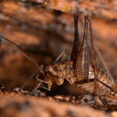 Macropathinae