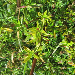 Galianthe bogotensis