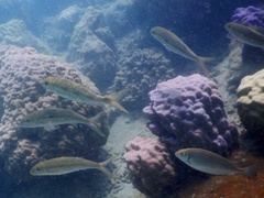 Mulloidichthys flavolineatus