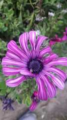 Dimorphotheca ecklonis