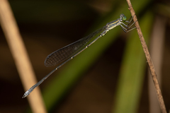 Rhadinosticta simplex