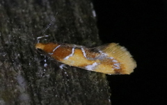 Epicallima argenticinctella