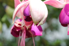 Fuchsia