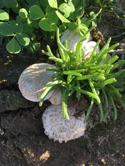 Mesembryanthemum nodiflorum