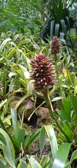 Aechmea magdalenae