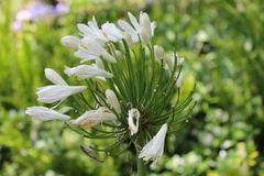 Agapanthus