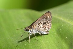 Sovia albipectus