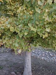 Populus fremontii