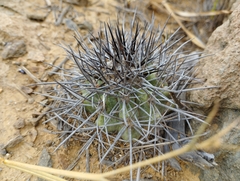 Copiapoa coquimbana