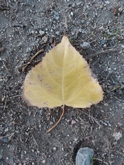 Populus fremontii