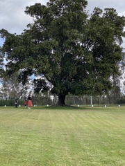 Ficus macrophylla