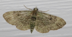 Pasiphila rectangulata