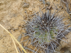 Copiapoa coquimbana