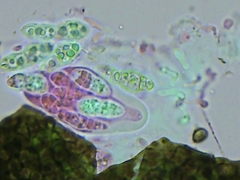 Pleosporaceae