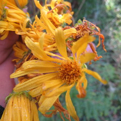 Munnozia senecionidis