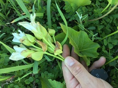 Calystegia macrostegia amplissima