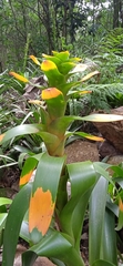 Guzmania