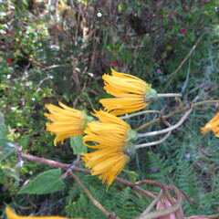 Munnozia senecionidis
