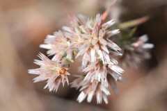 Polycarpaea breviflora