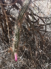 Cleistocactus parviflorus