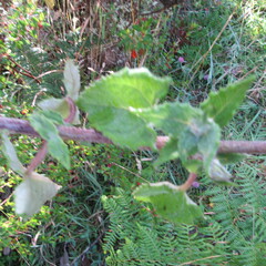 Munnozia senecionidis