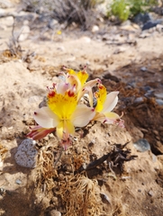 Alstroemeria diluta
