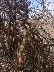Cleistocactus parviflorus