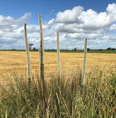 Xanthorrhoea caespitosa