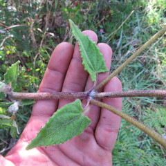 Munnozia senecionidis