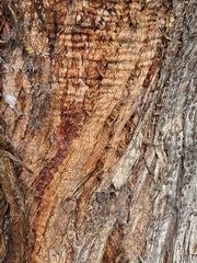 Eucalyptus microcorys