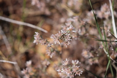 Polycarpaea breviflora