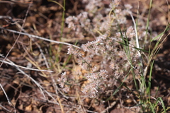Polycarpaea breviflora