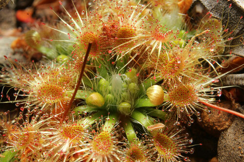 Drosera hyperostigma (Drosera hyperostigma)