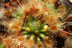 Drosera hyperostigma