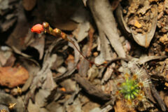 Drosera hyperostigma