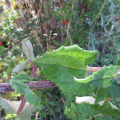 Munnozia senecionidis
