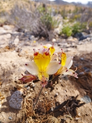 Alstroemeria diluta